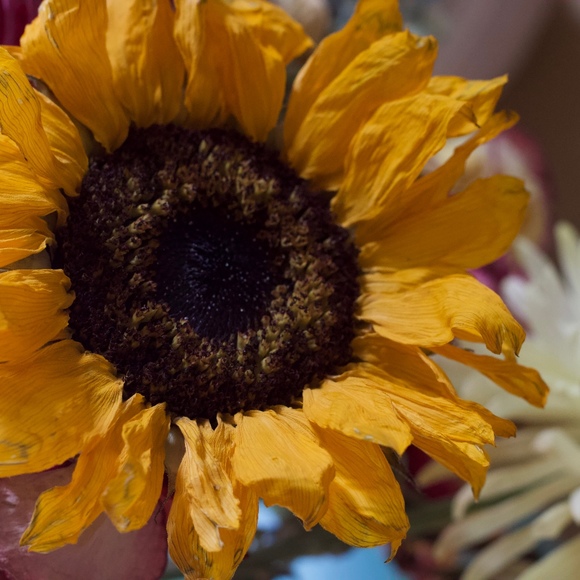 Meet your Posher, Andreana - Picture 1 of 1